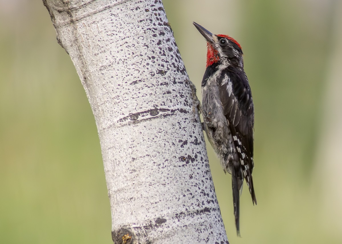 Red-naped Sapsucker - ML639154715