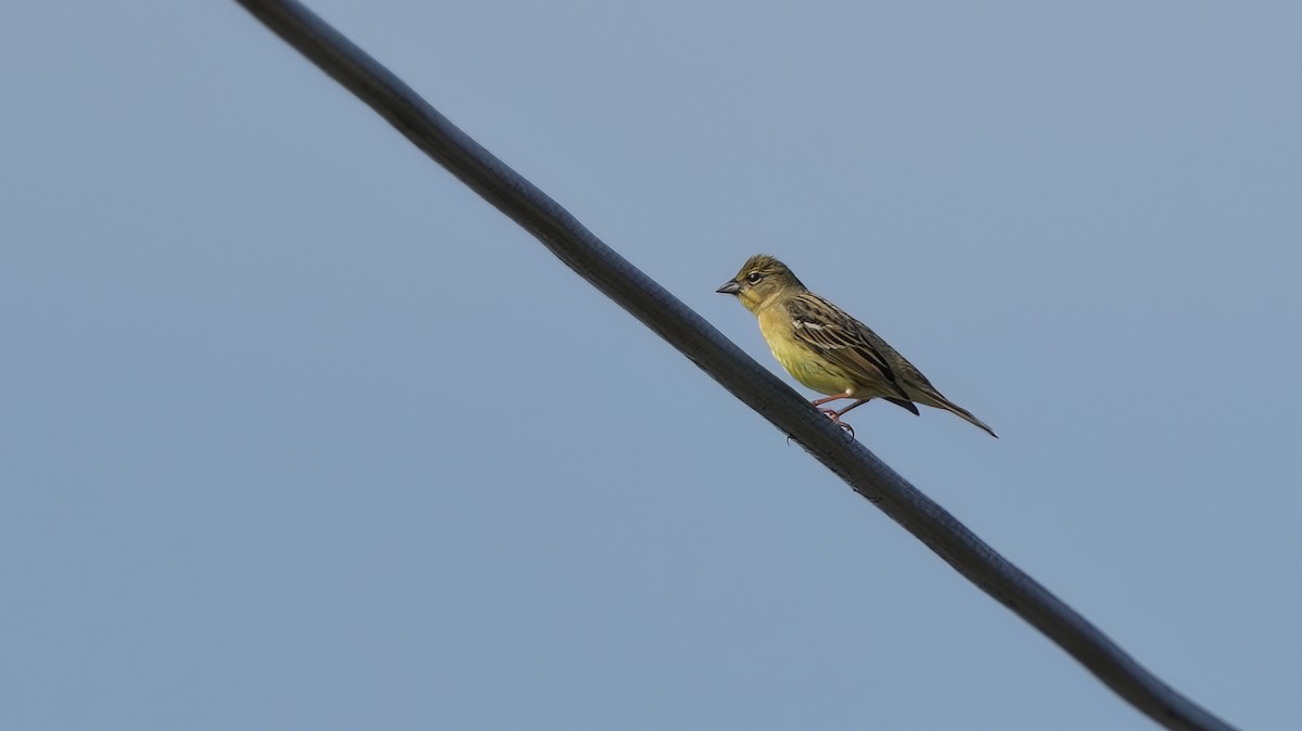 Yellow Bunting - ML639154716