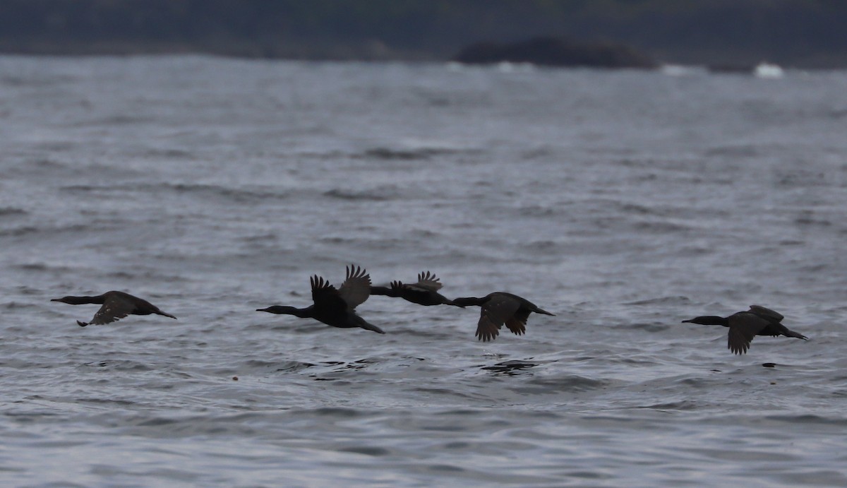 Brandt's Cormorant - ML639154721
