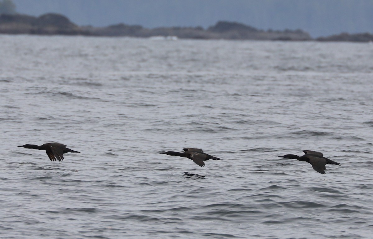 Brandt's Cormorant - ML639154723