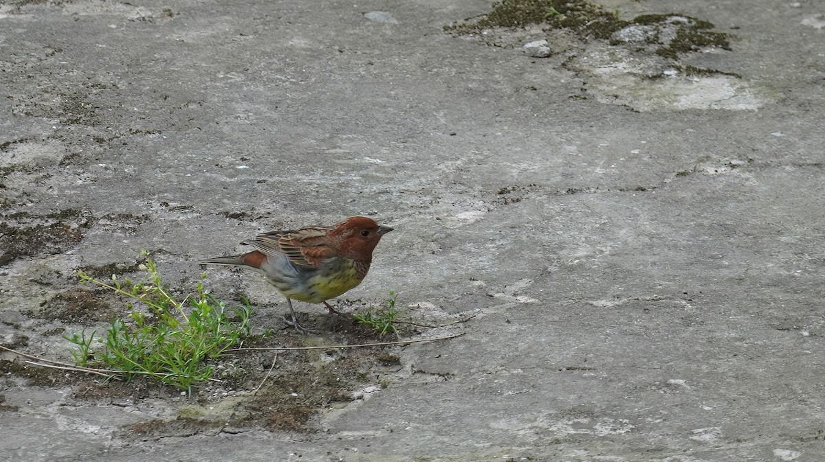 Chestnut Bunting - ML639154741