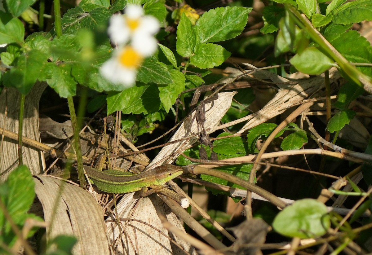 Tachidromo della Cina - ML639154762