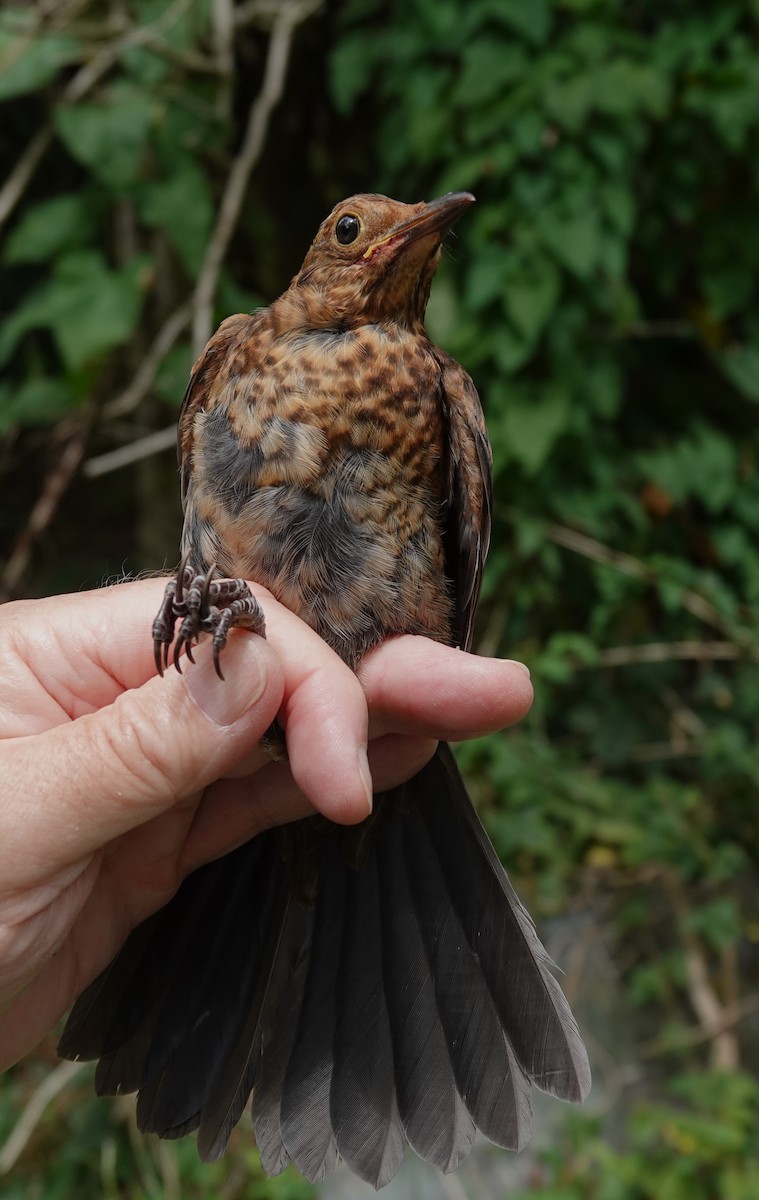 Eurasian Blackbird - ML639154795