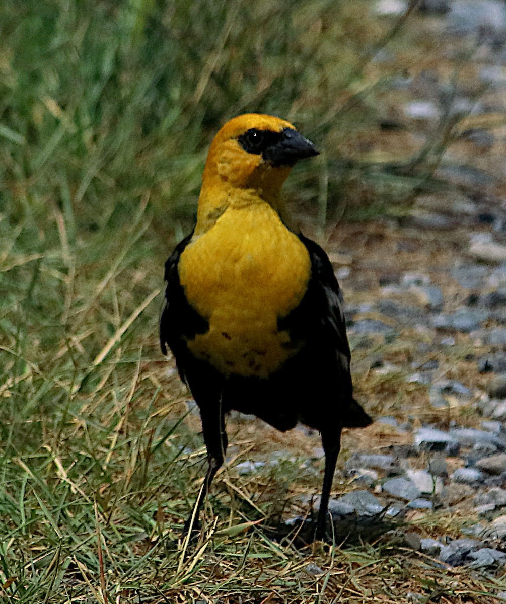 Yellow-headed Blackbird - ML639154799