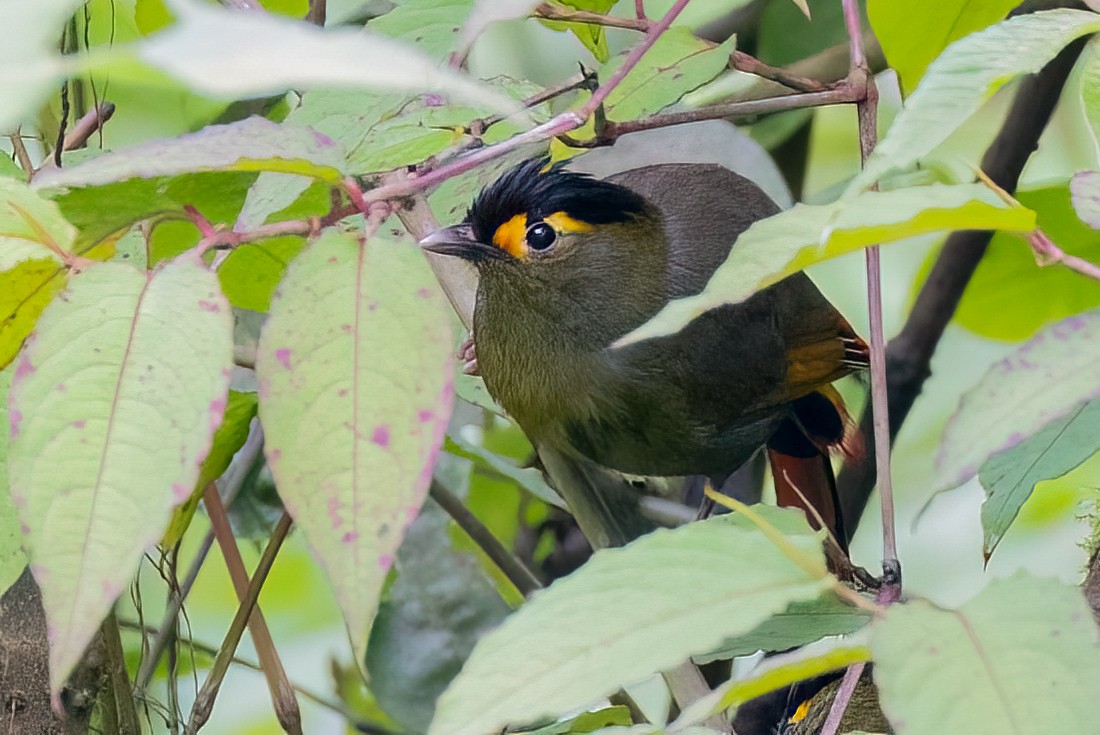 Bugun Liocichla - ML639154801