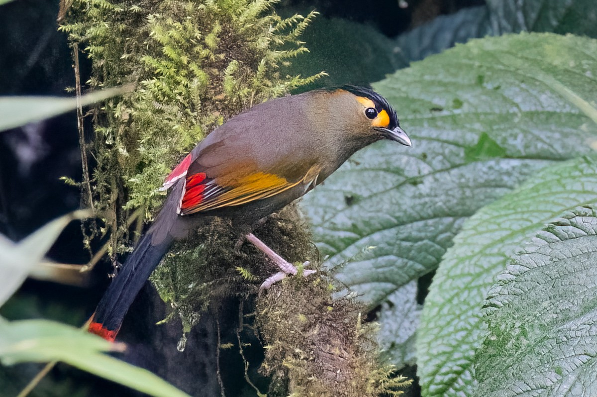 Bugun Liocichla - ML639154802