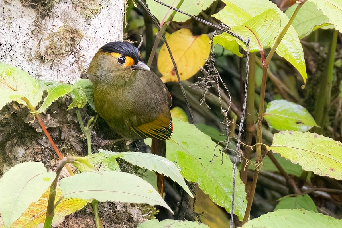Bugun Liocichla - ML639154803