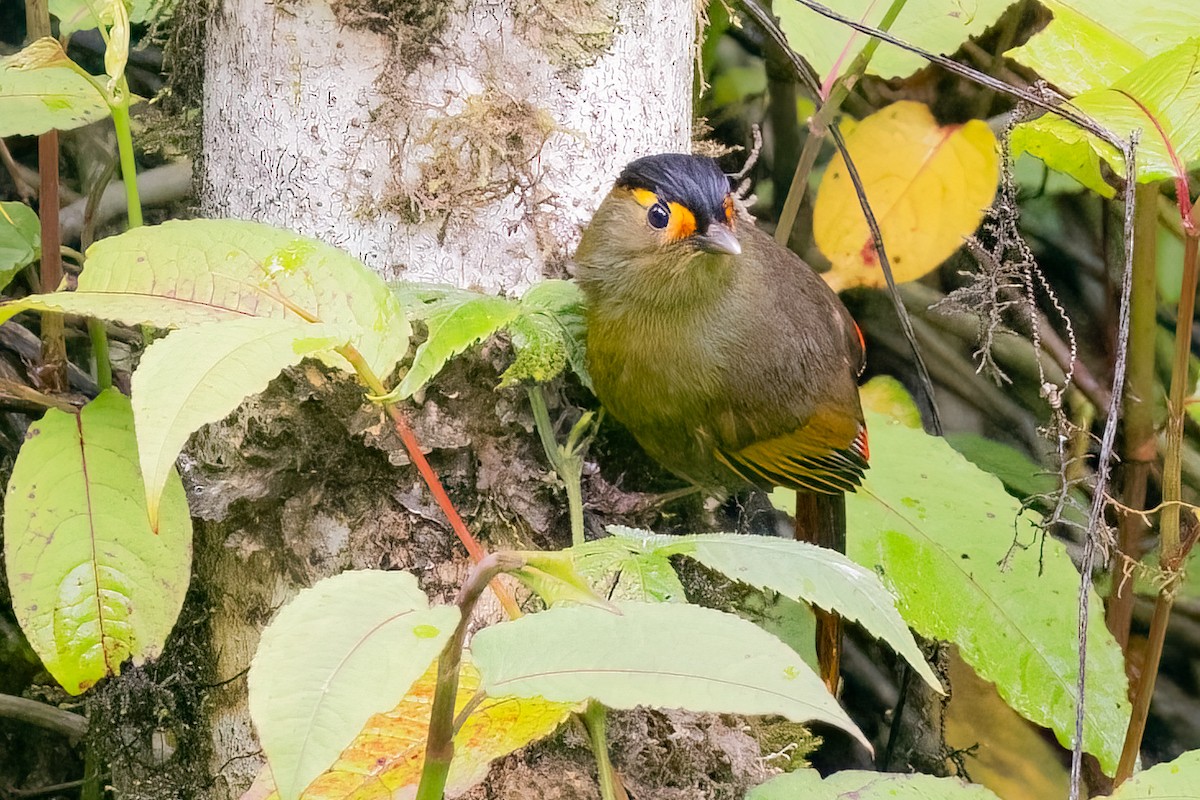 Bugun Liocichla - ML639154804