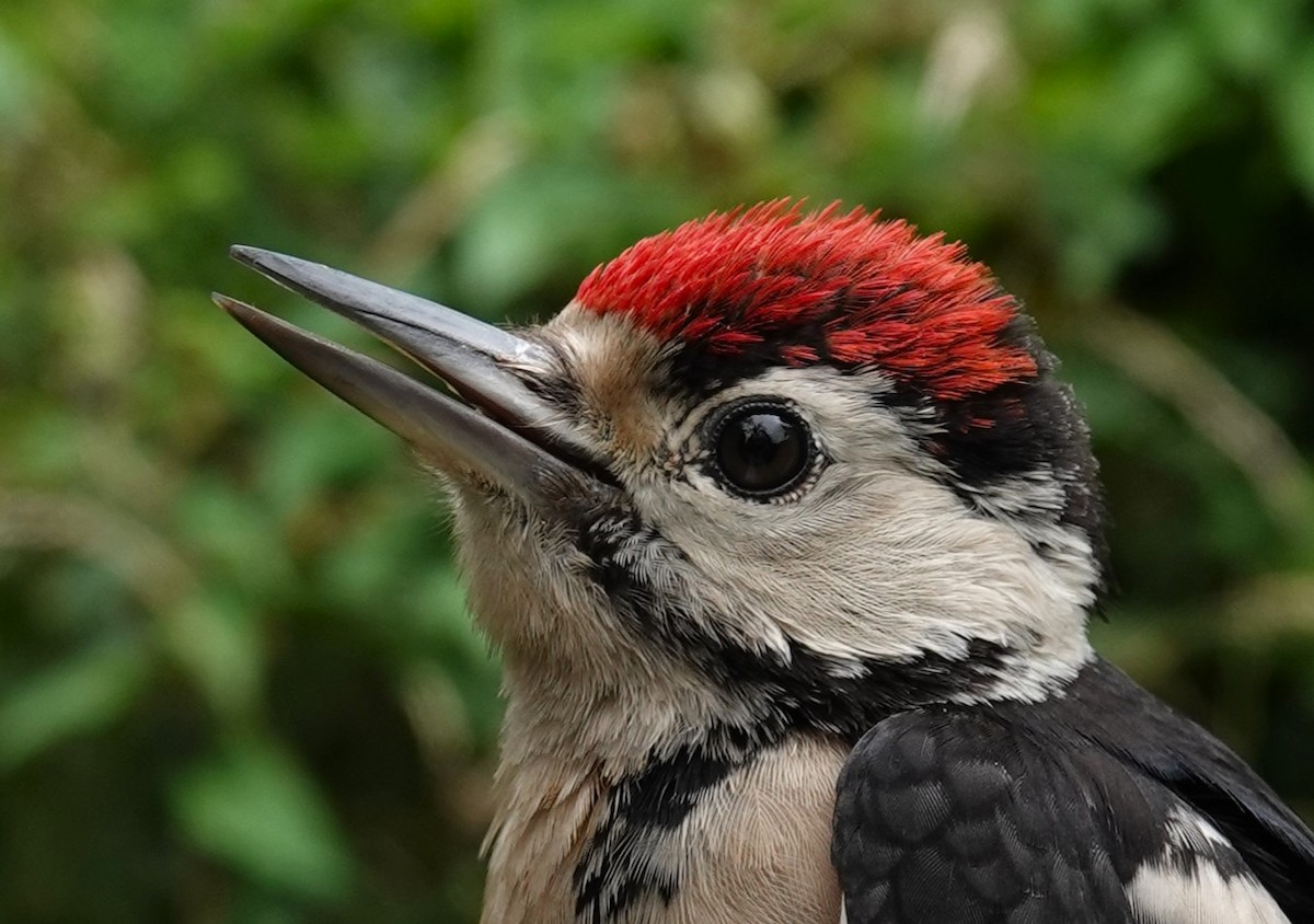 Great Spotted Woodpecker - ML639154807