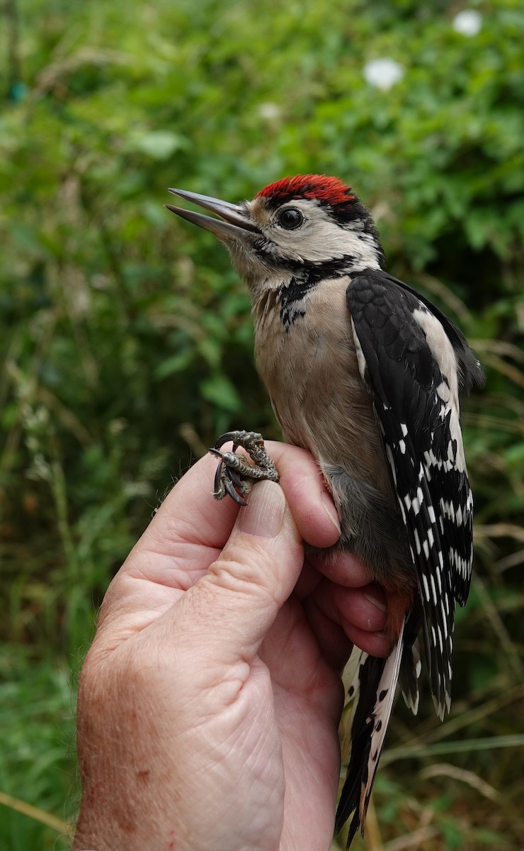 Great Spotted Woodpecker - ML639154808
