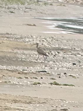 Hudsonian Whimbrel - ML639154864