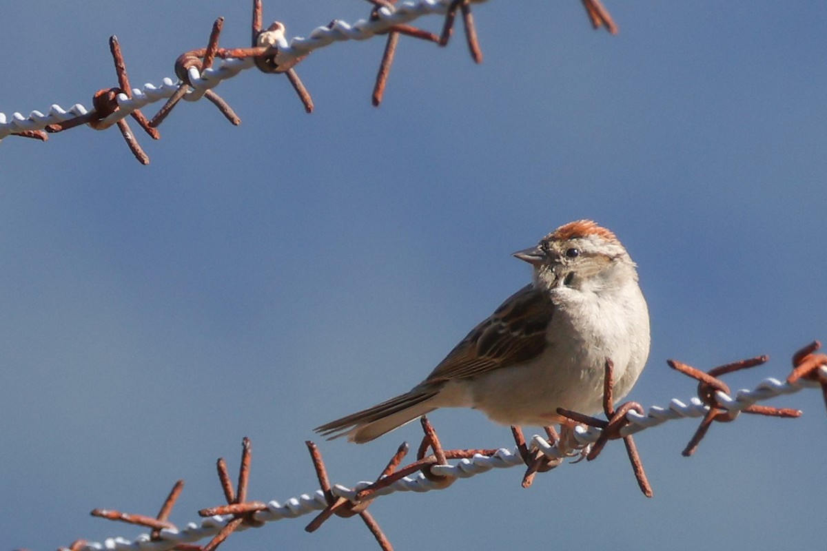 Chipping Sparrow - ML639155206