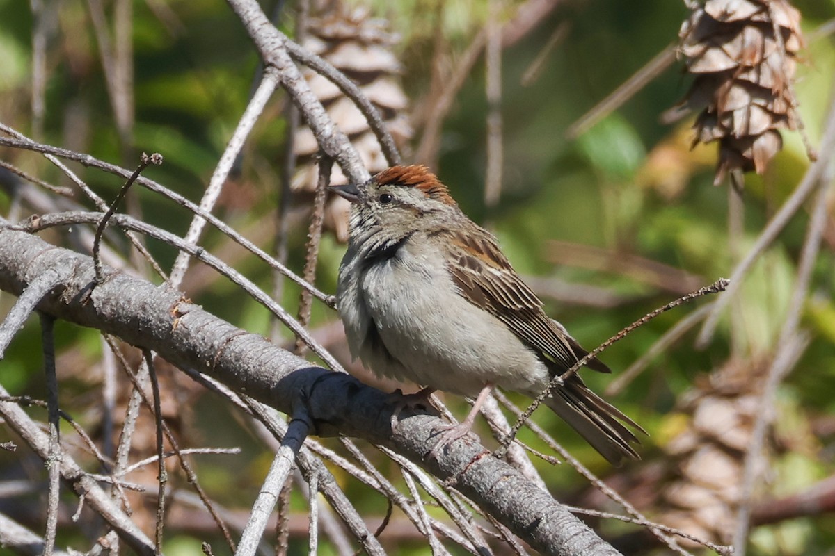 Chipping Sparrow - ML639155207