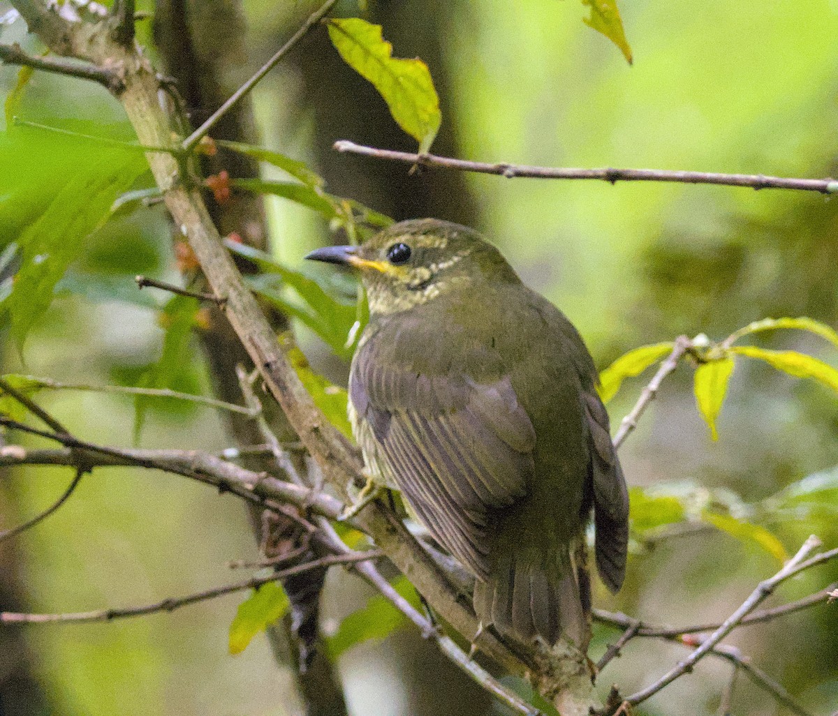 Velvet Asity - ML639155226