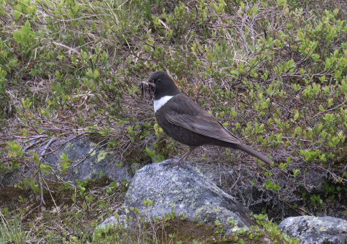 Ring Ouzel - ML639155355