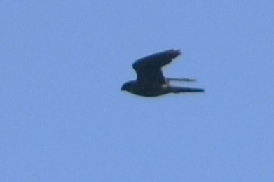 Halcón Peregrino - ML639155378