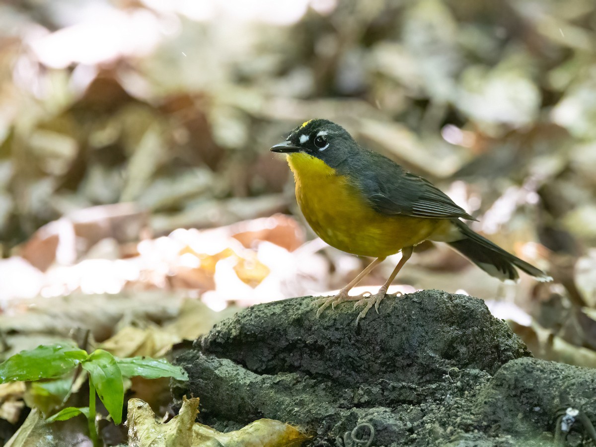 Fan-tailed Warbler - ML639155423