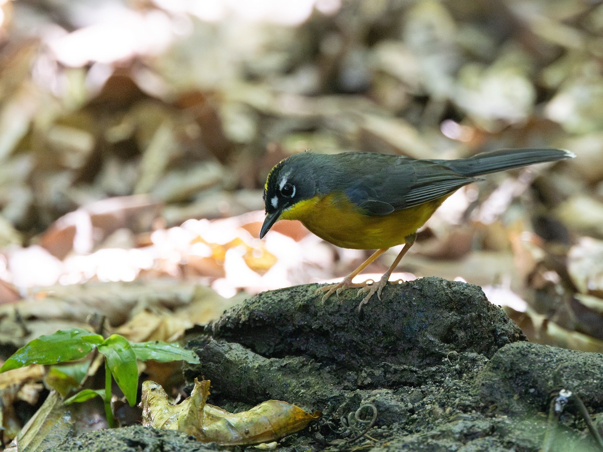 Fan-tailed Warbler - ML639155424