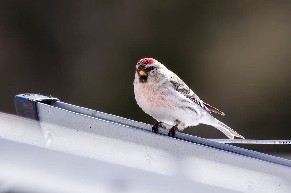 Redpoll (Hoary) - ML639155627