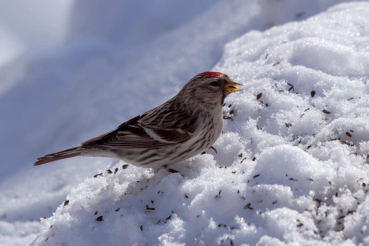 Redpoll (Hoary) - ML639155628