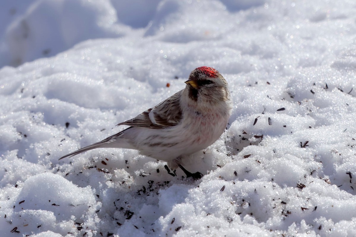 Redpoll (Hoary) - ML639155629