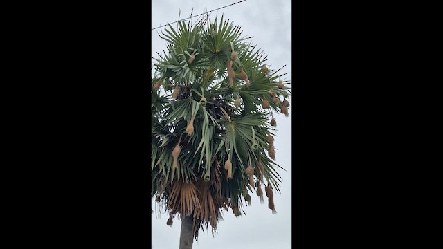 Baya Weaver - ML639155635