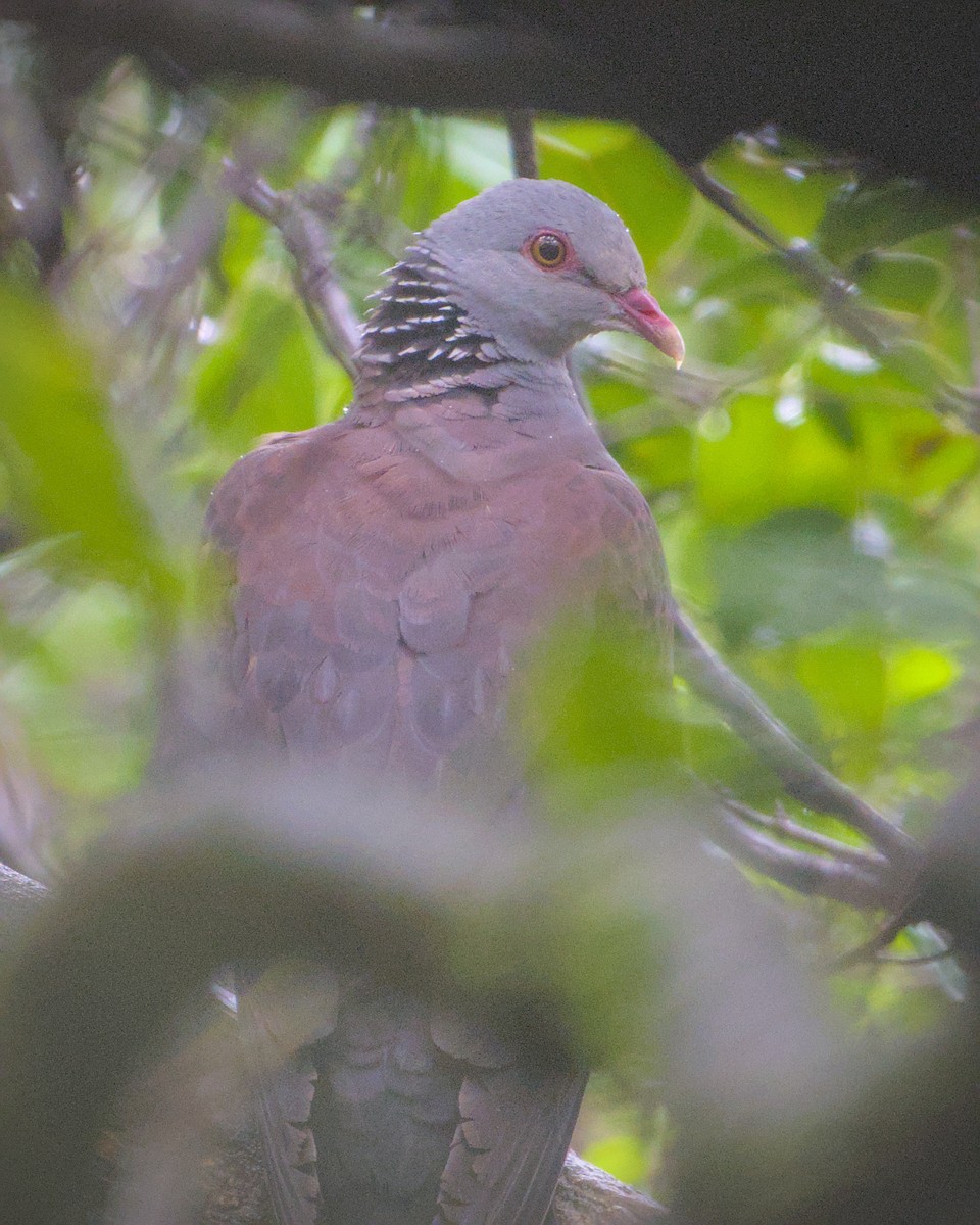 Pigeon d'Elphinstone - ML639155668