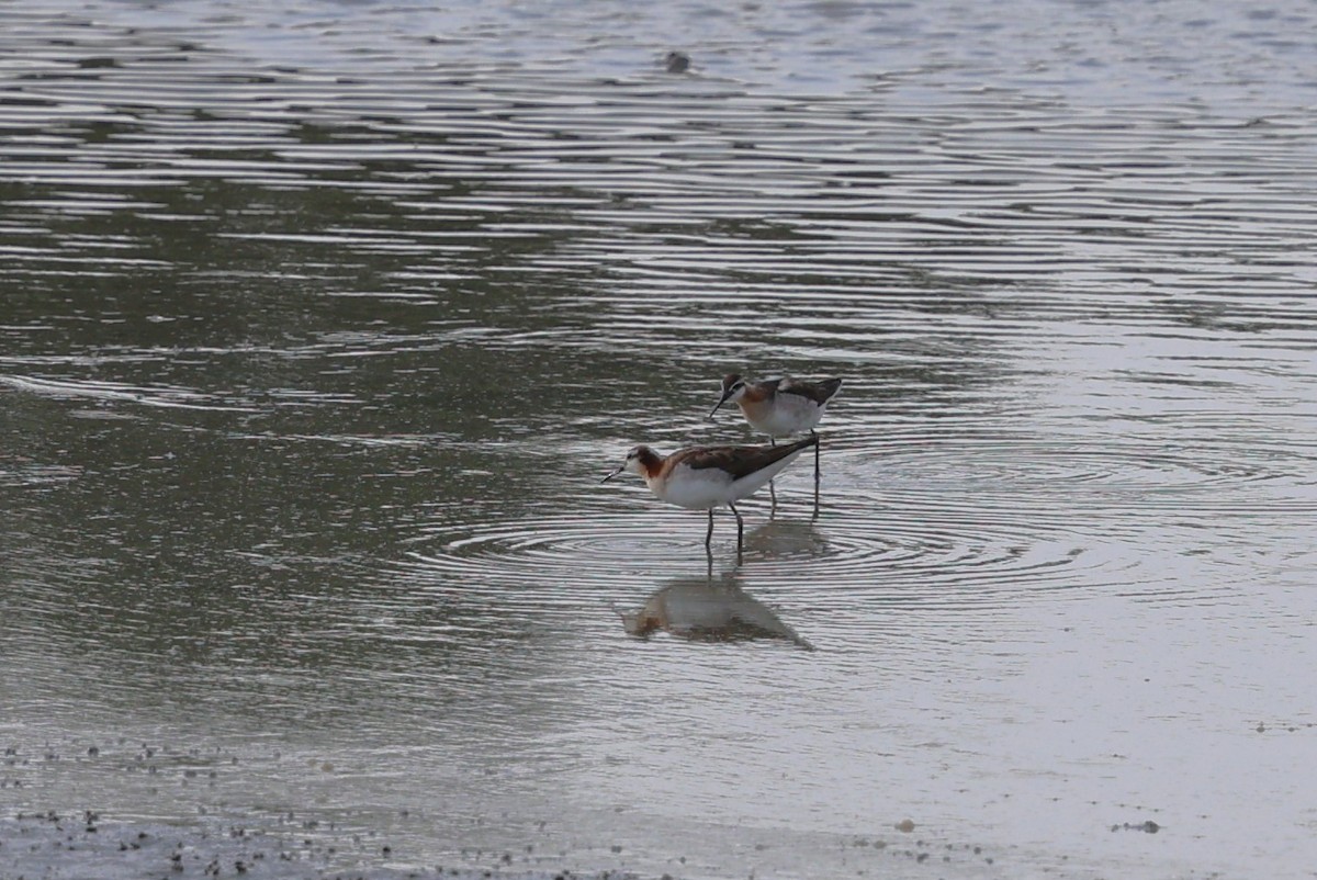 Wilson's Phalarope - ML639155845