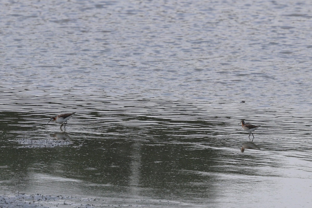 Wilson's Phalarope - ML639155848
