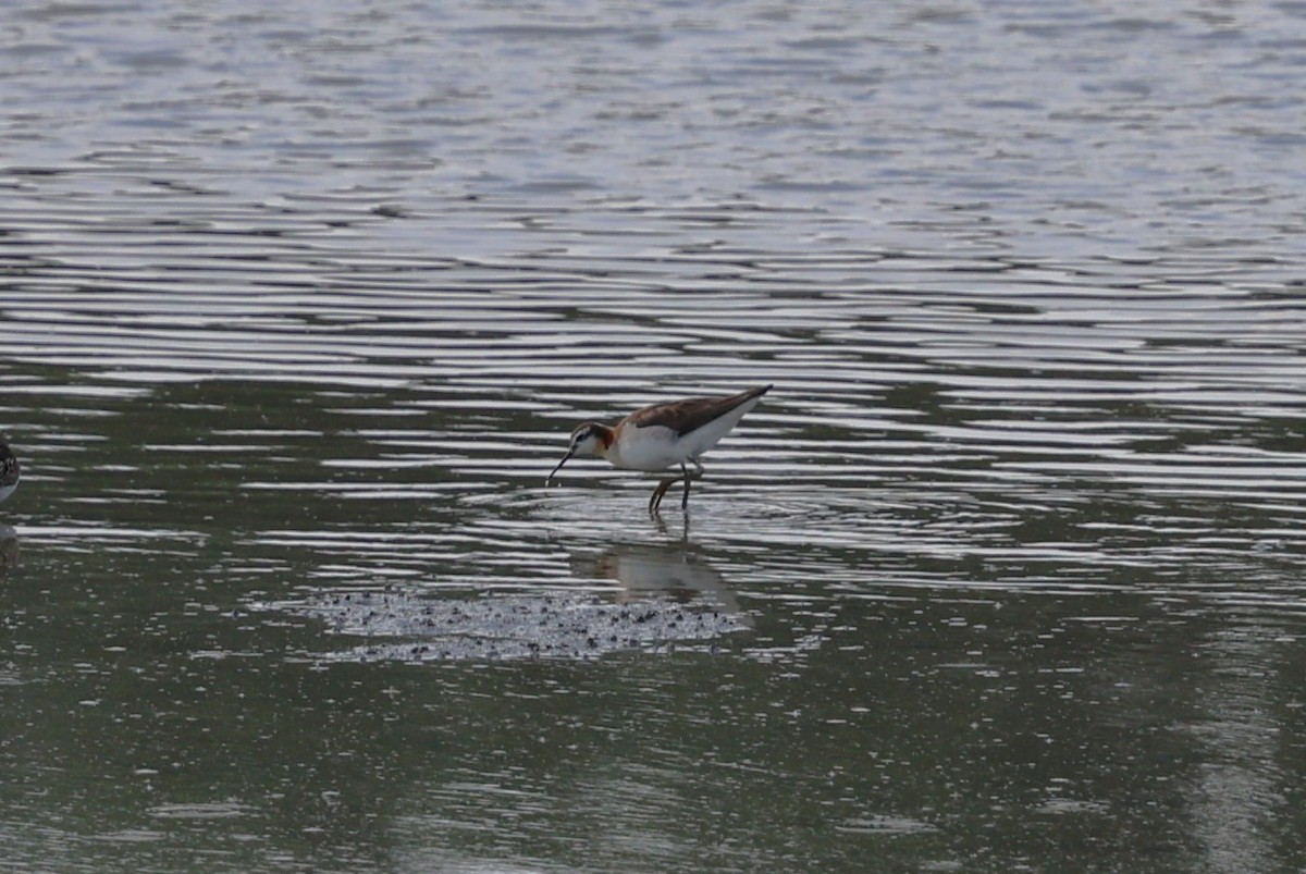 Wilson's Phalarope - ML639155850