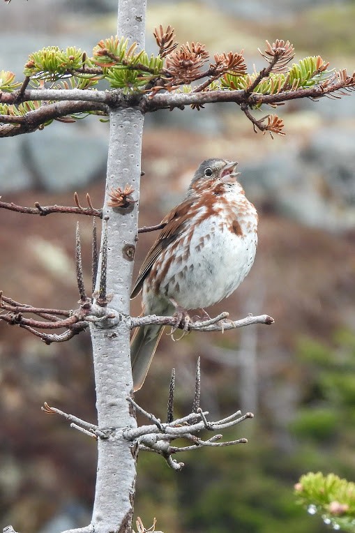 Fox Sparrow - ML639155867