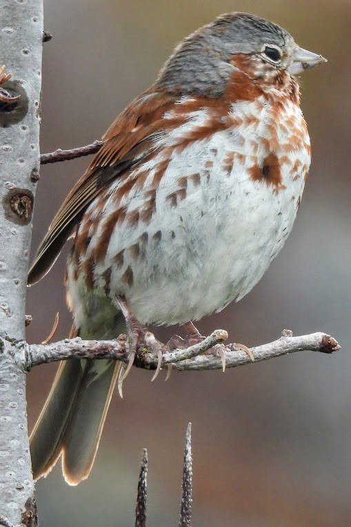 Fox Sparrow - ML639155868