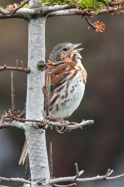 Fox Sparrow - ML639155870