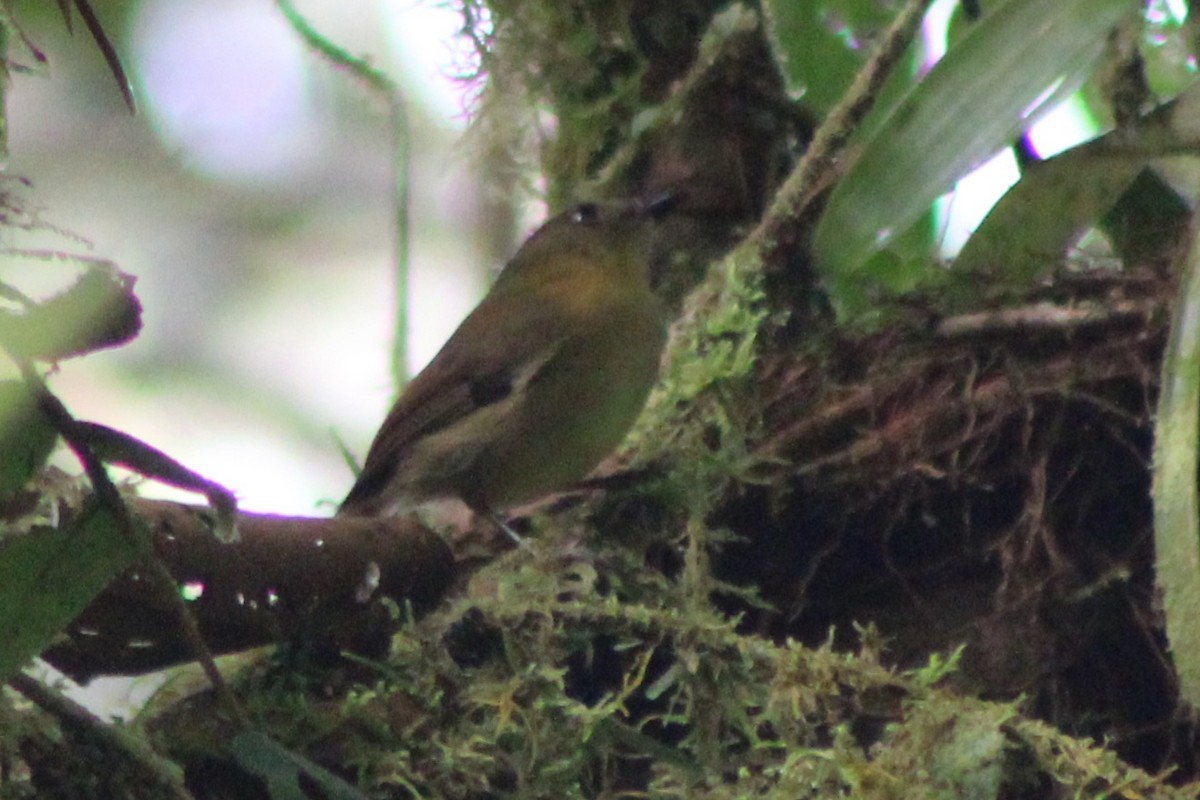 Bronze-olive Pygmy-Tyrant (annectens/berlepschi) - ML639155986