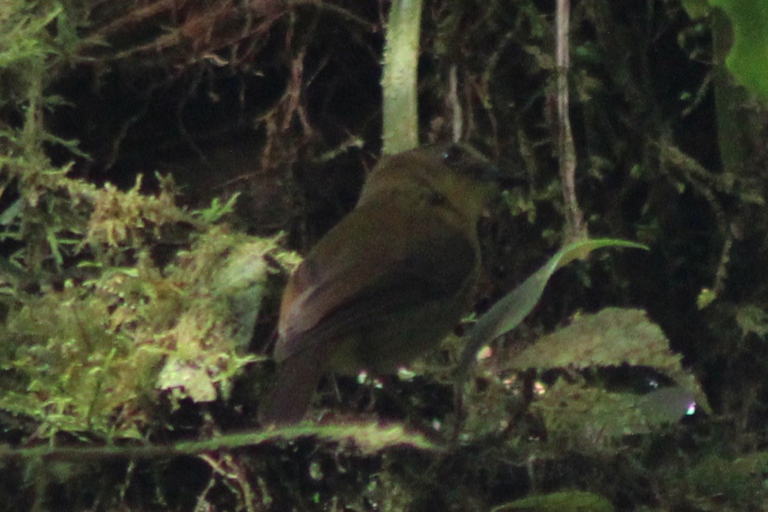 Bronze-olive Pygmy-Tyrant (annectens/berlepschi) - ML639155987