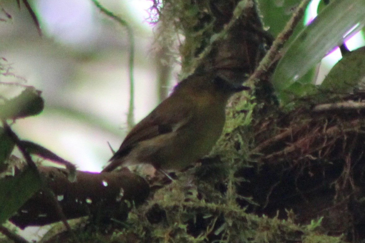 Bronze-olive Pygmy-Tyrant (annectens/berlepschi) - ML639155988