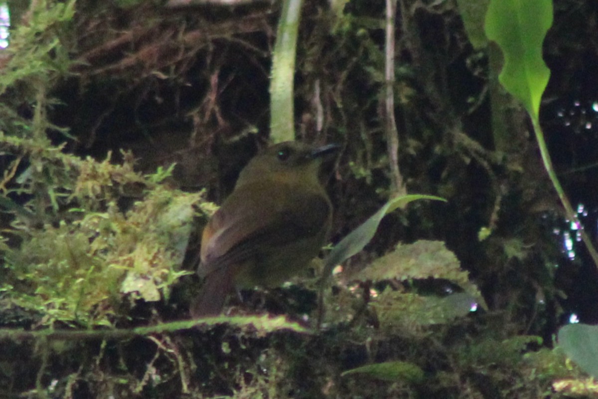Bronze-olive Pygmy-Tyrant (annectens/berlepschi) - ML639155989