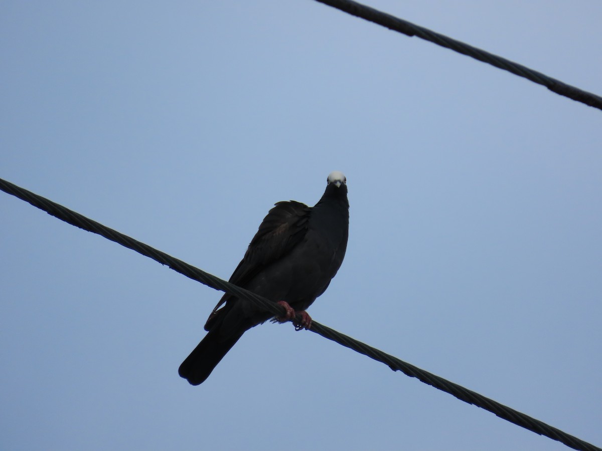 White-crowned Pigeon - ML639156006