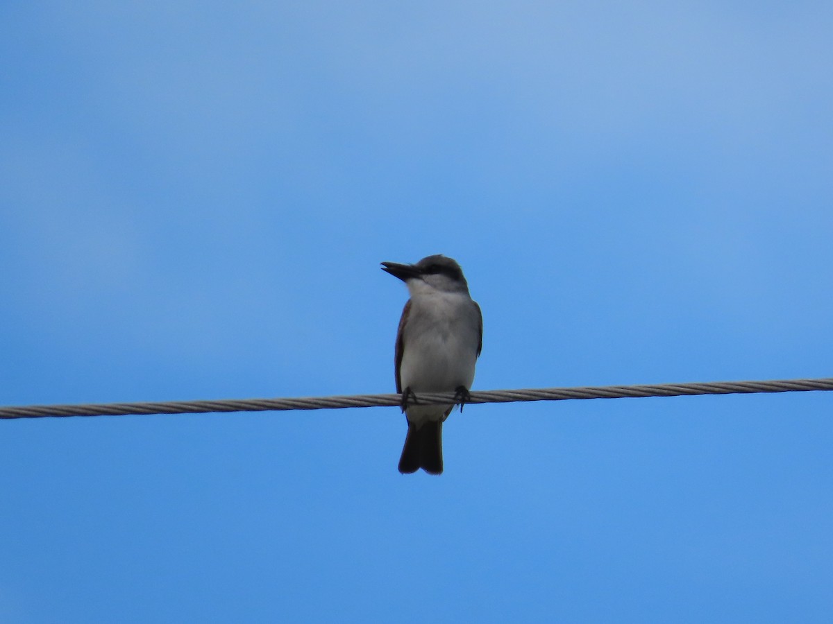Gray Kingbird - ML639156012