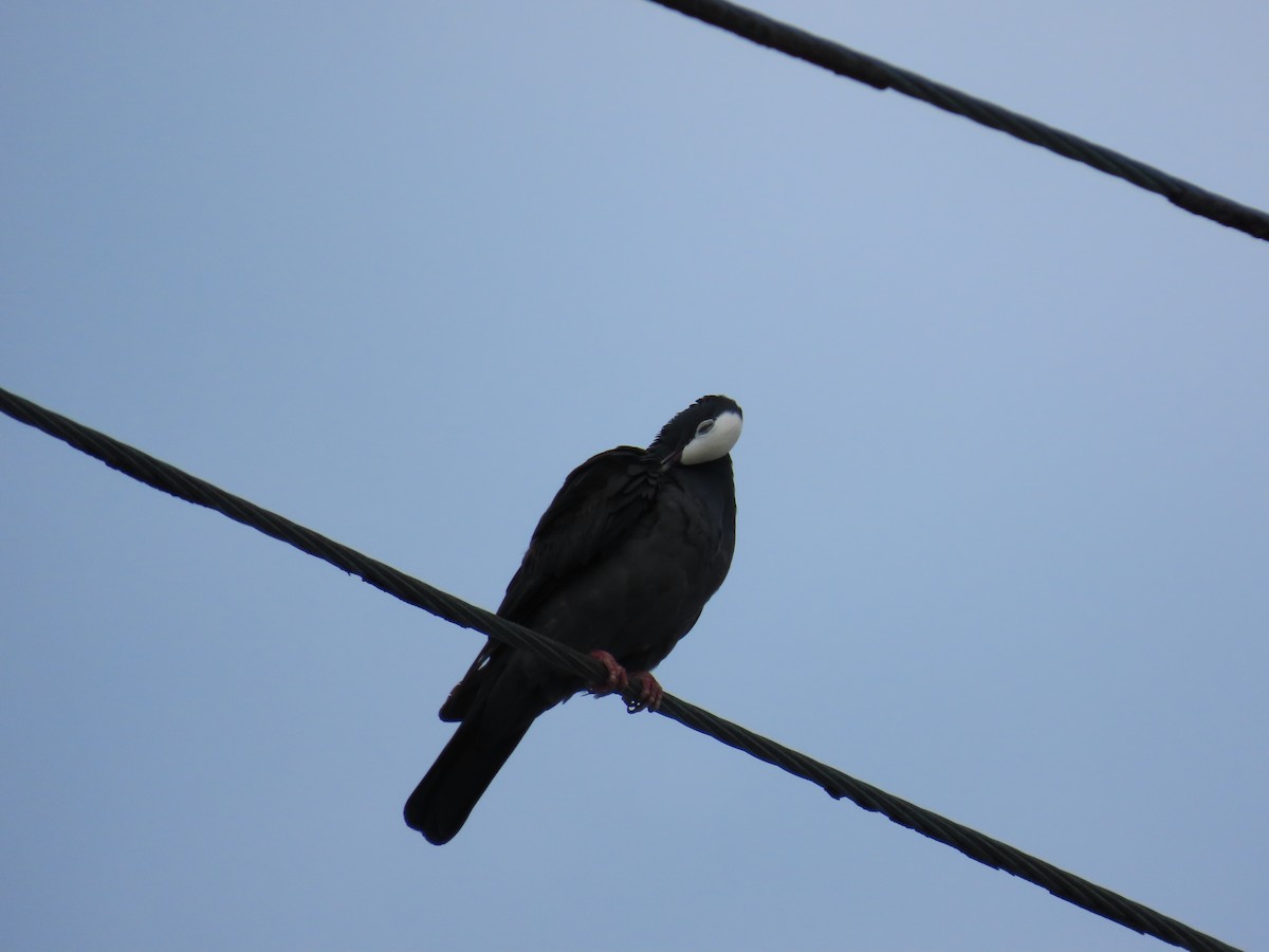 White-crowned Pigeon - ML639156041