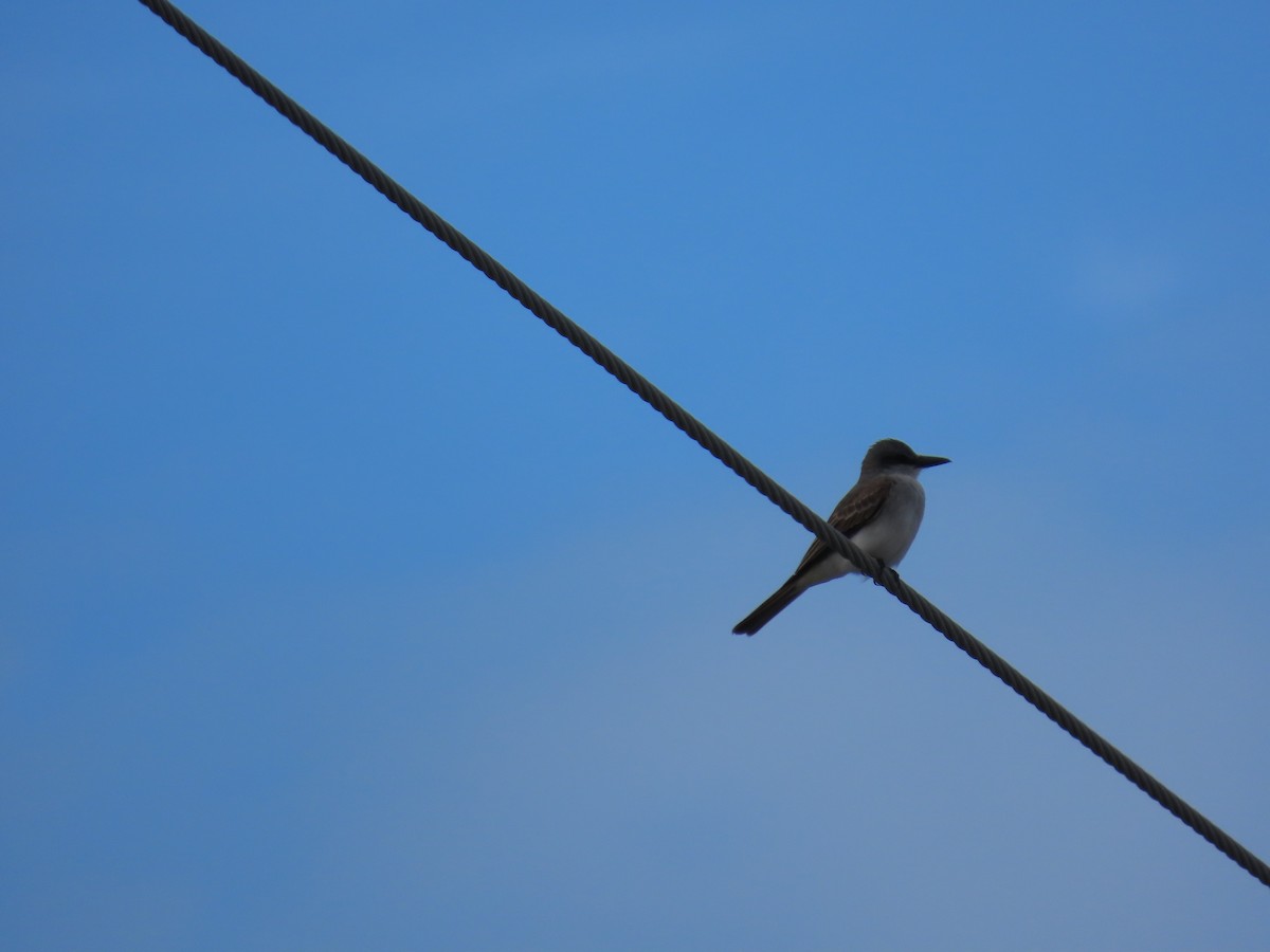 Gray Kingbird - ML639156053