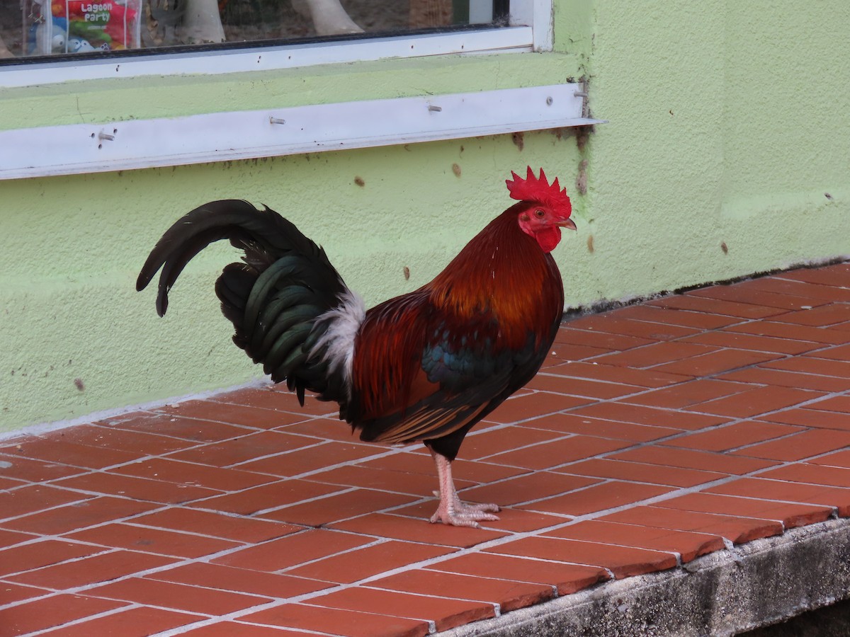 Red Junglefowl - ML639156062