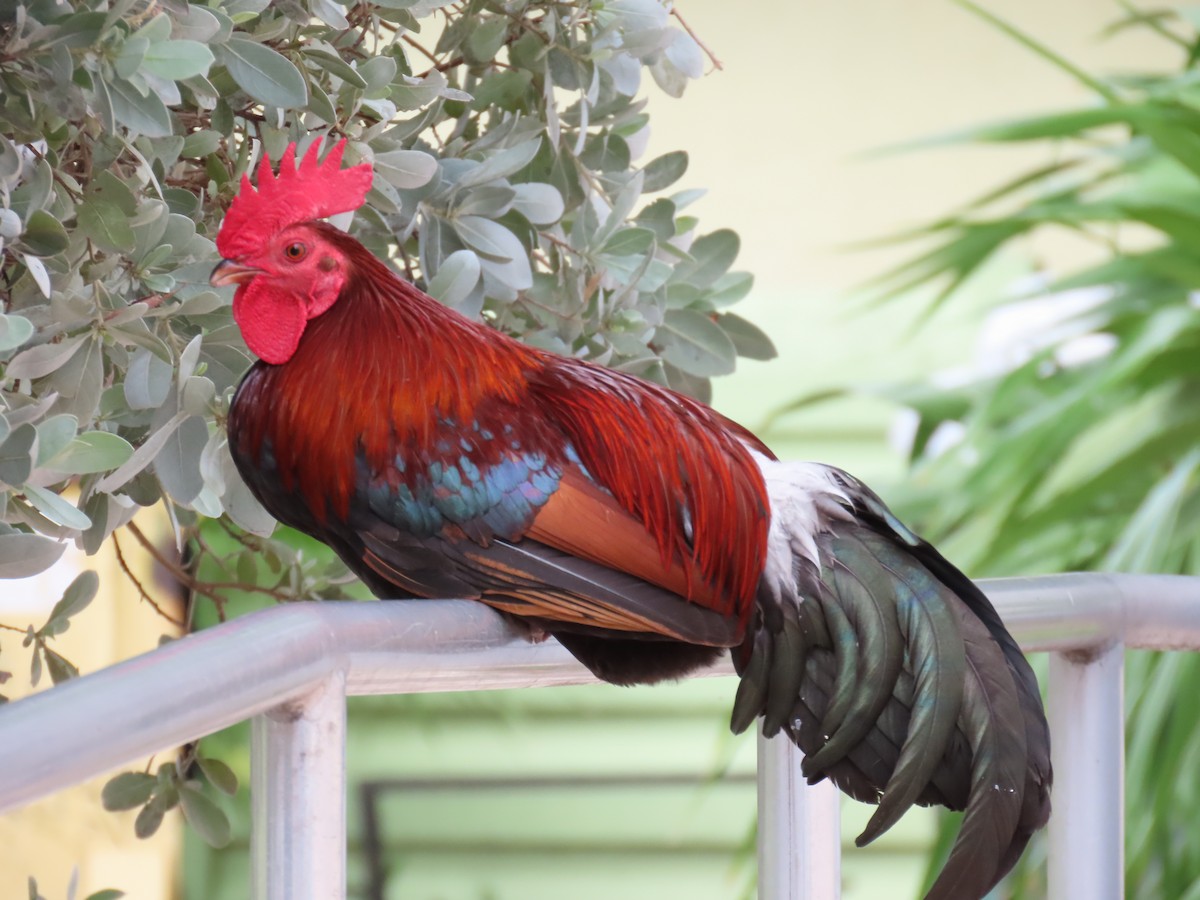 Red Junglefowl - ML639156075