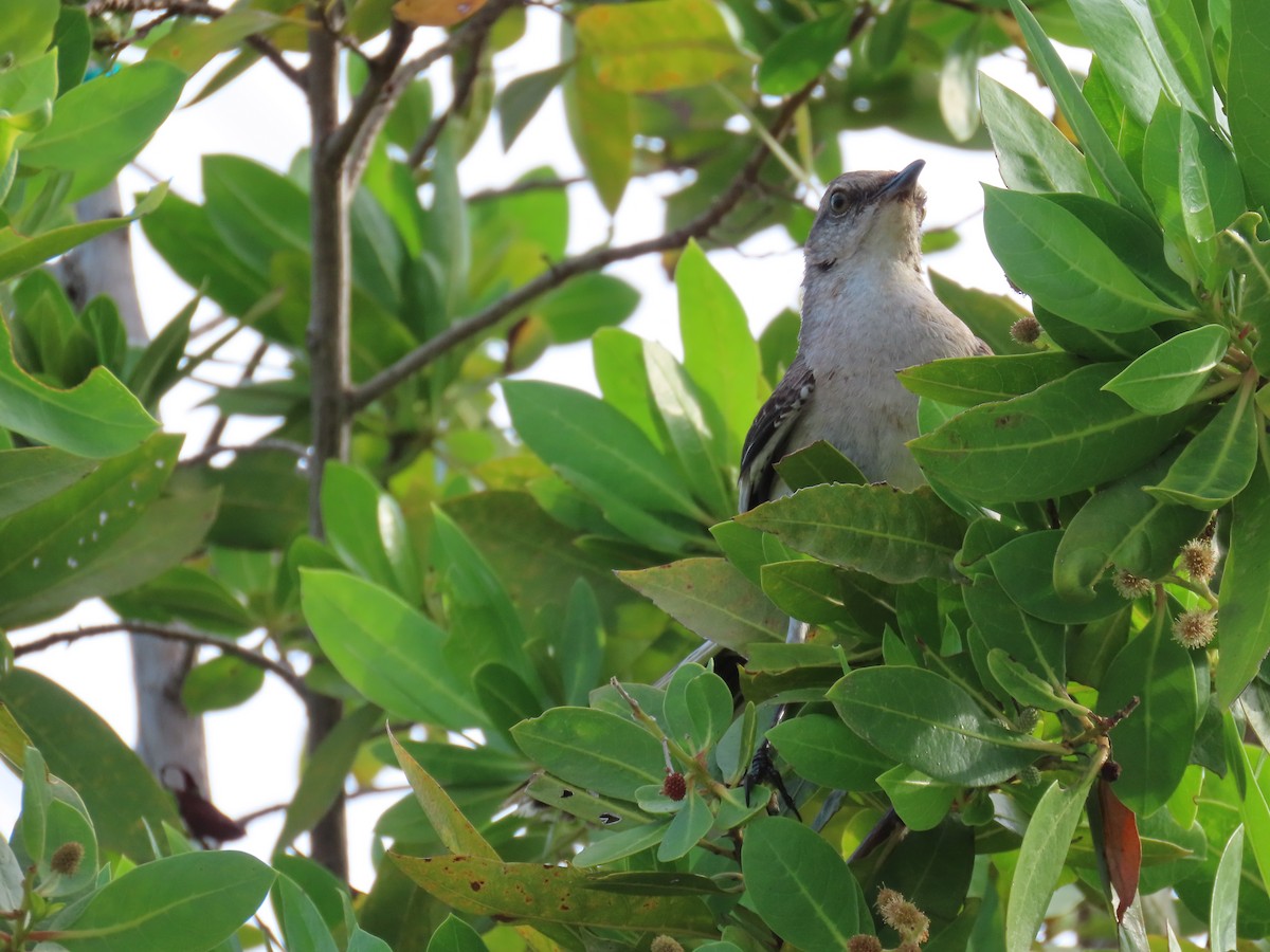 Northern Mockingbird - ML639156110