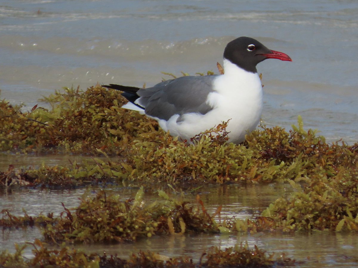 Laughing Gull - ML639156135