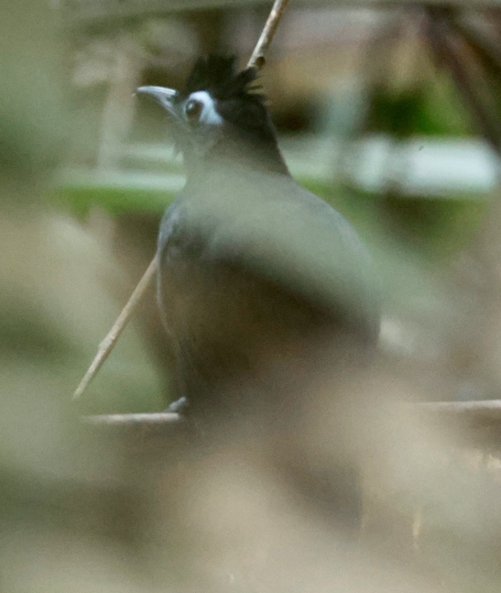 Sooty Antbird - ML639156149