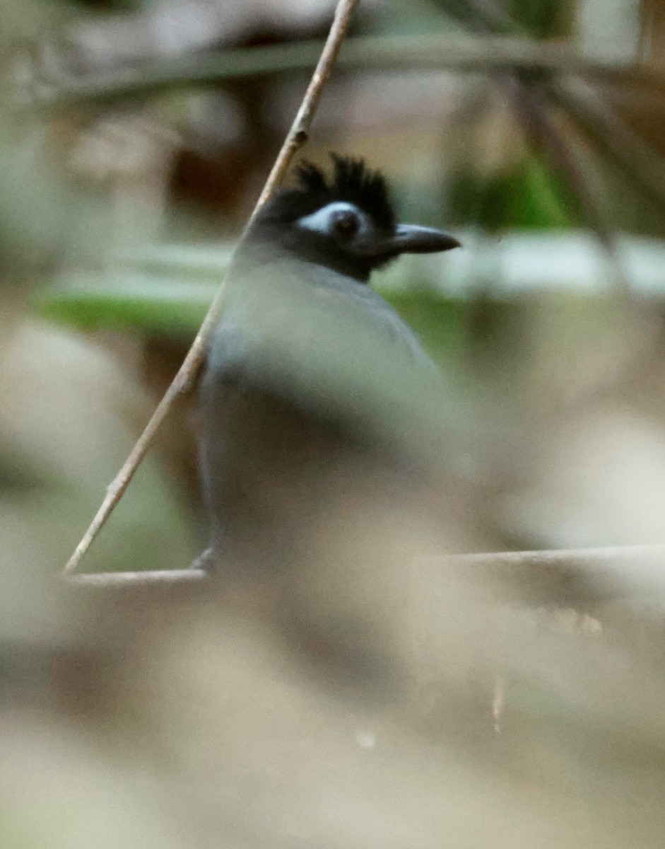 Sooty Antbird - ML639156151