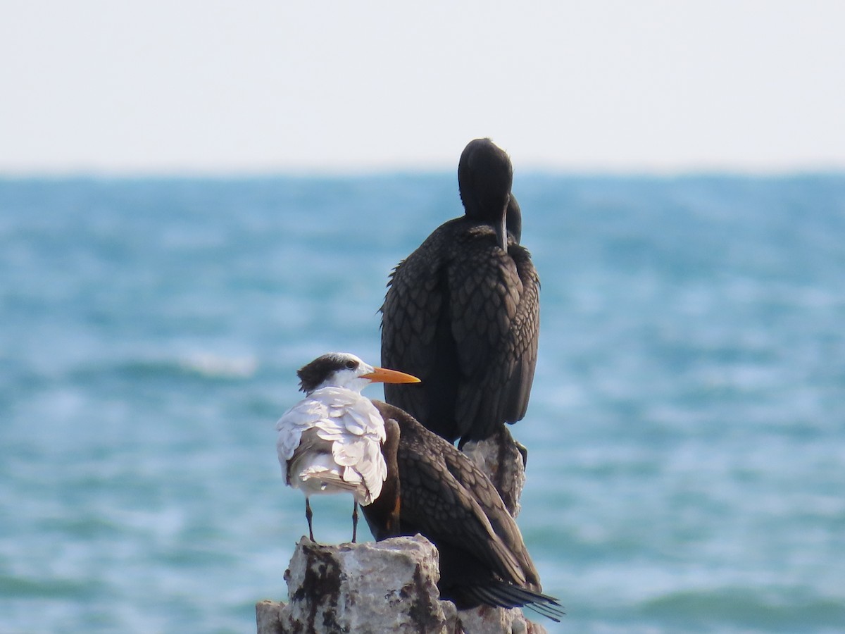 Royal Tern - ML639156203