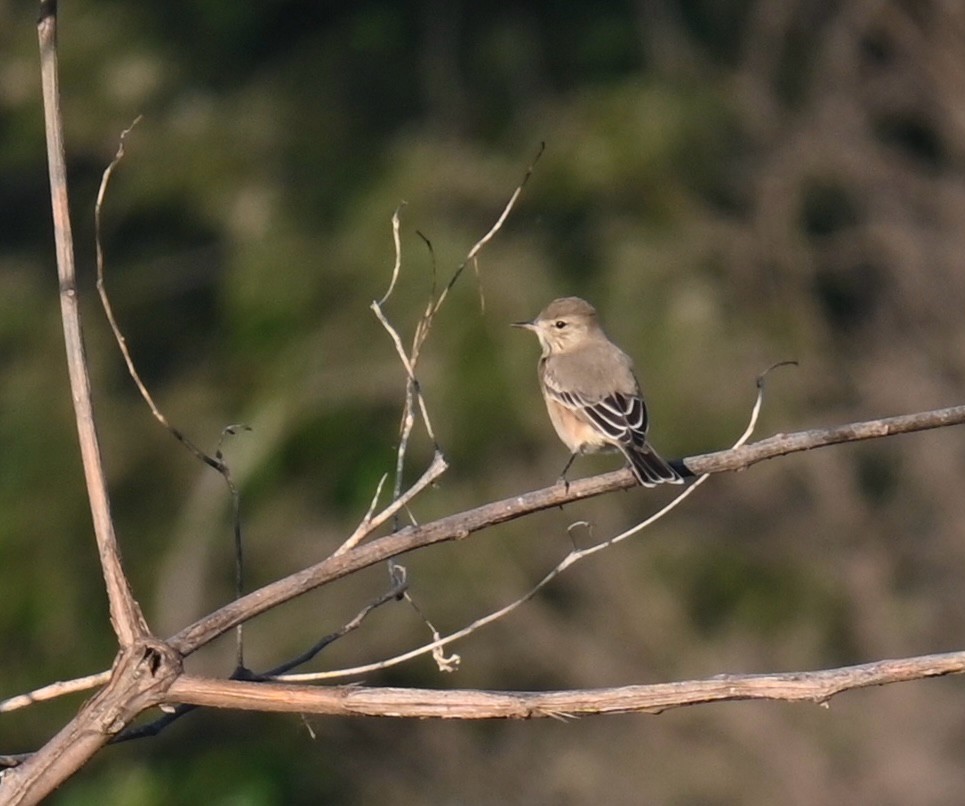 Lesser Shrike-Tyrant - ML639156232