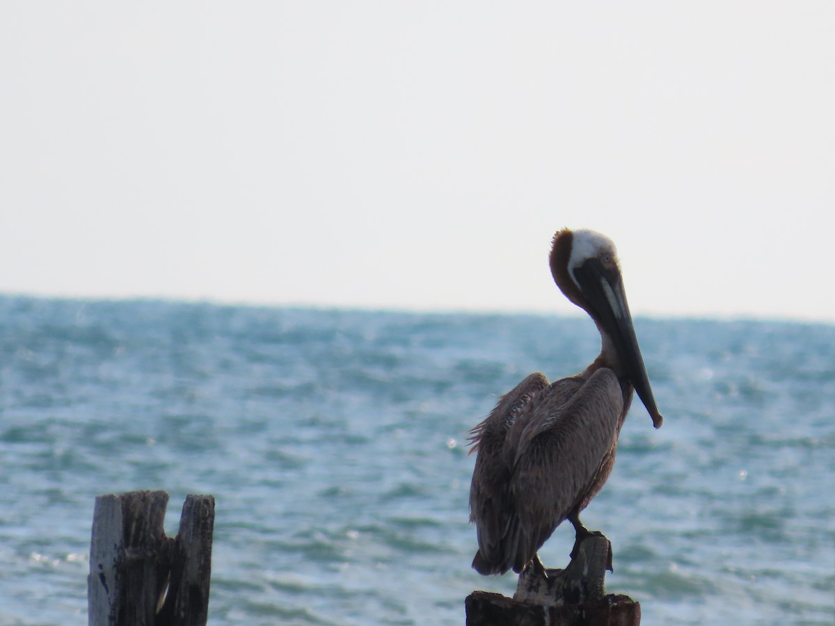 Brown Pelican - ML639156258